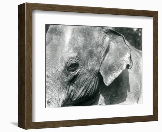 A Burmese Elephant, London Zoo, September 1926 (B/W Photo)-Frederick William Bond-Framed Giclee Print