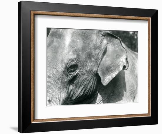 A Burmese Elephant, London Zoo, September 1926 (B/W Photo)-Frederick William Bond-Framed Giclee Print