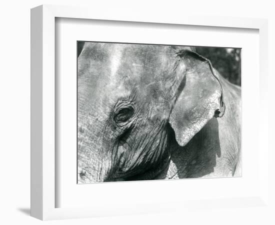 A Burmese Elephant, London Zoo, September 1926 (B/W Photo)-Frederick William Bond-Framed Giclee Print