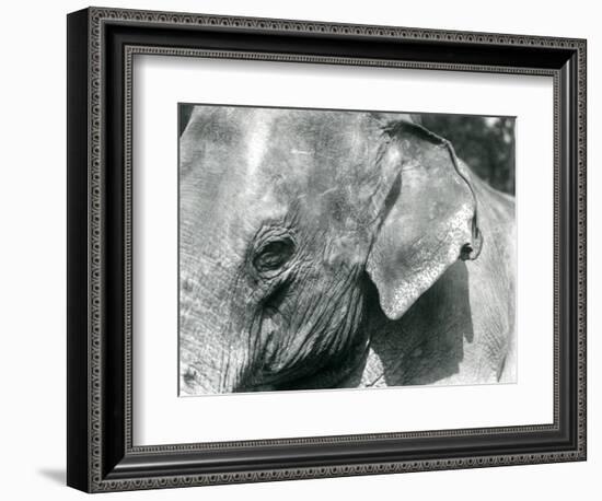 A Burmese Elephant, London Zoo, September 1926 (B/W Photo)-Frederick William Bond-Framed Giclee Print