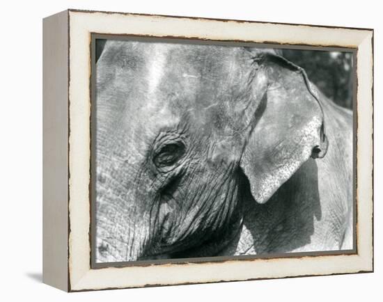 A Burmese Elephant, London Zoo, September 1926 (B/W Photo)-Frederick William Bond-Framed Premier Image Canvas