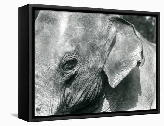 A Burmese Elephant, London Zoo, September 1926 (B/W Photo)-Frederick William Bond-Framed Premier Image Canvas