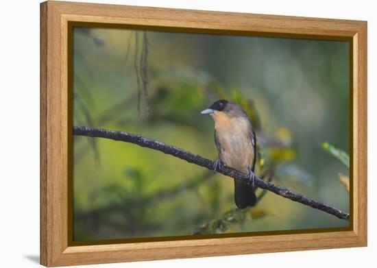 A Burnished Buff Tanager Perches in a Tree in Ubatuba-Alex Saberi-Framed Premier Image Canvas