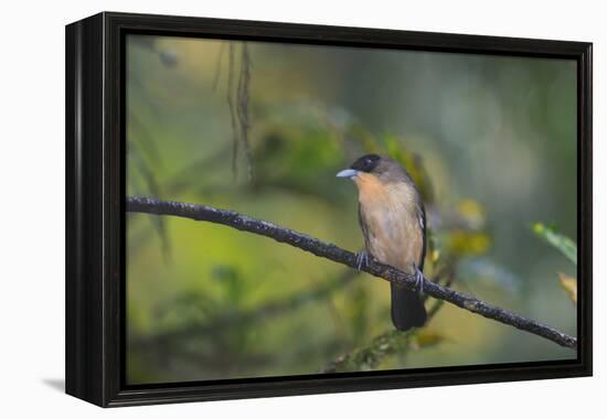 A Burnished Buff Tanager Perches in a Tree in Ubatuba-Alex Saberi-Framed Premier Image Canvas