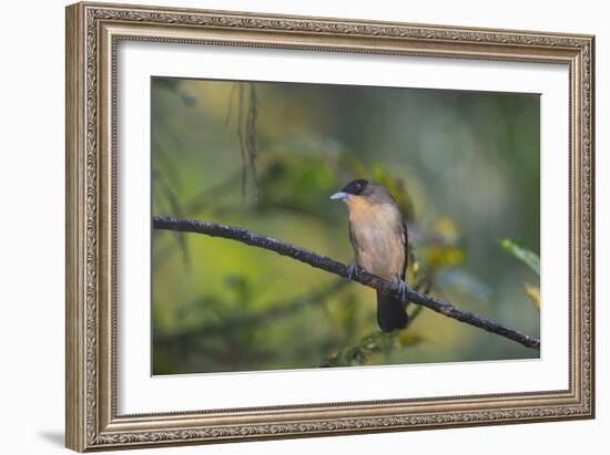 A Burnished Buff Tanager Perches in a Tree in Ubatuba-Alex Saberi-Framed Photographic Print