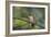 A Burnished Buff Tanager Perches in a Tree in Ubatuba-Alex Saberi-Framed Photographic Print