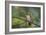 A Burnished Buff Tanager Perches in a Tree in Ubatuba-Alex Saberi-Framed Photographic Print