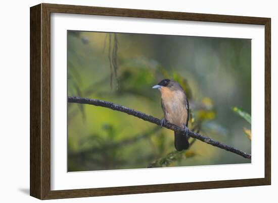 A Burnished Buff Tanager Perches in a Tree in Ubatuba-Alex Saberi-Framed Photographic Print