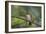 A Burnished Buff Tanager Perches in a Tree in Ubatuba-Alex Saberi-Framed Photographic Print