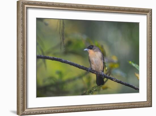 A Burnished Buff Tanager Perches in a Tree in Ubatuba-Alex Saberi-Framed Photographic Print