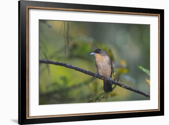 A Burnished Buff Tanager Perches in a Tree in Ubatuba-Alex Saberi-Framed Photographic Print