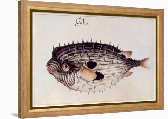 A Burrfish-John White-Framed Premier Image Canvas