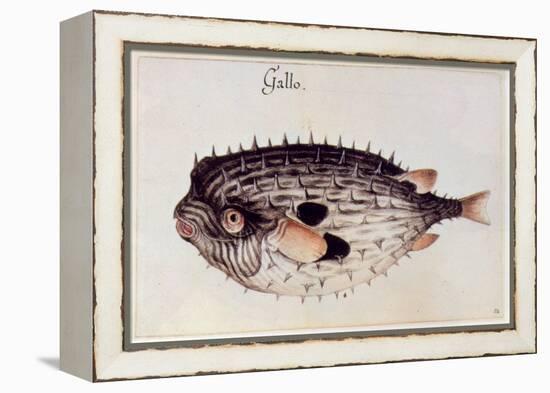 A Burrfish-John White-Framed Premier Image Canvas