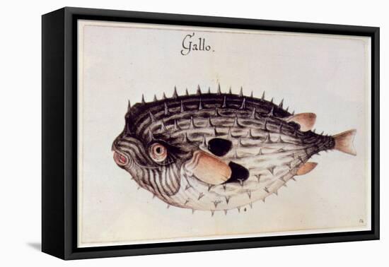 A Burrfish-John White-Framed Premier Image Canvas