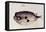A Burrfish-John White-Framed Premier Image Canvas