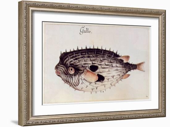 A Burrfish-John White-Framed Giclee Print