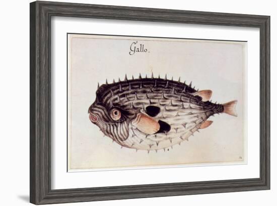 A Burrfish-John White-Framed Giclee Print