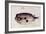 A Burrfish-John White-Framed Giclee Print