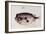 A Burrfish-John White-Framed Giclee Print