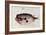 A Burrfish-John White-Framed Giclee Print