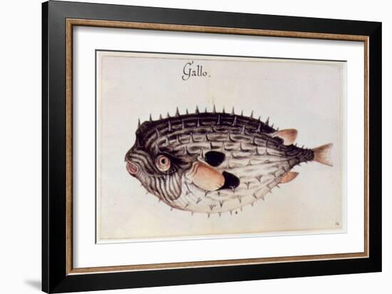 A Burrfish-John White-Framed Giclee Print