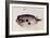 A Burrfish-John White-Framed Giclee Print