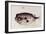 A Burrfish-John White-Framed Giclee Print