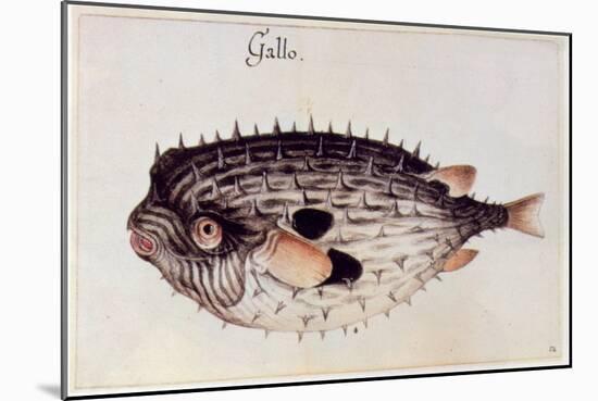 A Burrfish-John White-Mounted Giclee Print