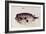 A Burrfish-John White-Framed Giclee Print