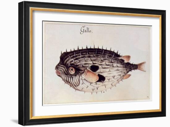 A Burrfish-John White-Framed Giclee Print