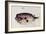 A Burrfish-John White-Framed Giclee Print