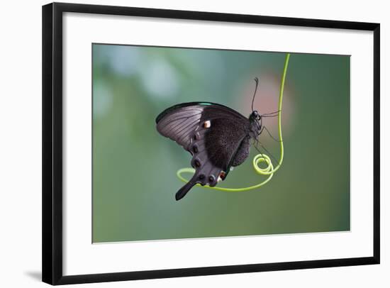 A Butterfly is a Mainly Day-Flying Insect of the Order Lepidoptera, the Butterflies and Moths-KarSol-Framed Photographic Print