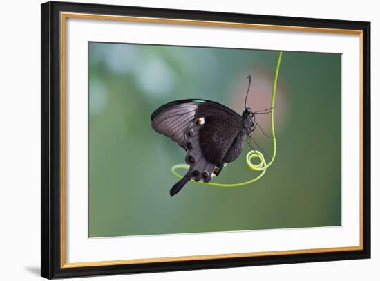 A Butterfly is a Mainly Day-Flying Insect of the Order Lepidoptera, the Butterflies and Moths-KarSol-Framed Photographic Print