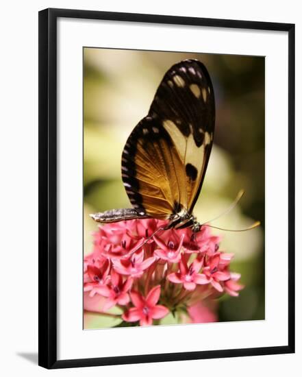 A Butterfly Rests on a Flower at the America Museum of Natural History Butterfly Conservatory-Jeff Christensen-Framed Photographic Print