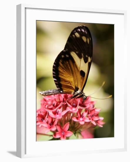 A Butterfly Rests on a Flower at the America Museum of Natural History Butterfly Conservatory-Jeff Christensen-Framed Photographic Print