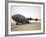 A C-17 Globemaster Iii Sits on the Runway at Cob Speicher, Iraq-null-Framed Photographic Print