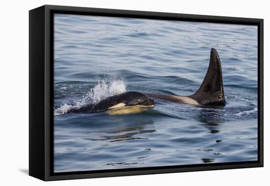 A Calf and Adult Killer Whale (Orcinus Orca) in Glacier Bay National Park, Southeast Alaska-Michael Nolan-Framed Premier Image Canvas