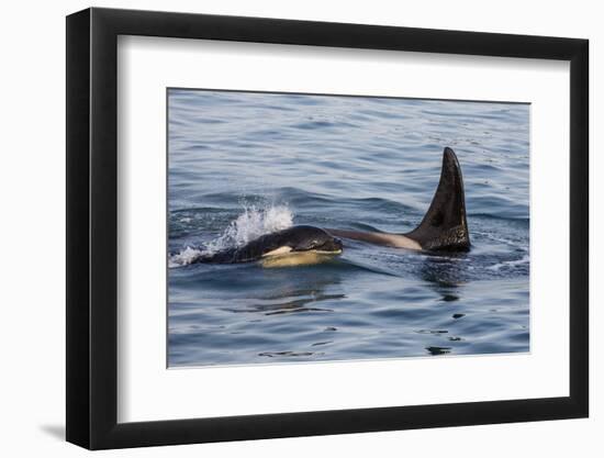 A Calf and Adult Killer Whale (Orcinus Orca) in Glacier Bay National Park, Southeast Alaska-Michael Nolan-Framed Photographic Print