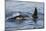 A Calf and Adult Killer Whale (Orcinus Orca) in Glacier Bay National Park, Southeast Alaska-Michael Nolan-Mounted Photographic Print