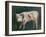 A Calf (Oil on Canvas)-Gustave Courbet-Framed Giclee Print