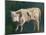 A Calf (Oil on Canvas)-Gustave Courbet-Mounted Giclee Print