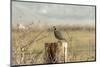A California Quail on a Fence Post in the Carson Valley of Nevada-John Alves-Mounted Premium Photographic Print