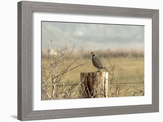 A California Quail on a Fence Post in the Carson Valley of Nevada-John Alves-Framed Photographic Print