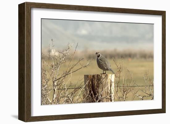 A California Quail on a Fence Post in the Carson Valley of Nevada-John Alves-Framed Photographic Print