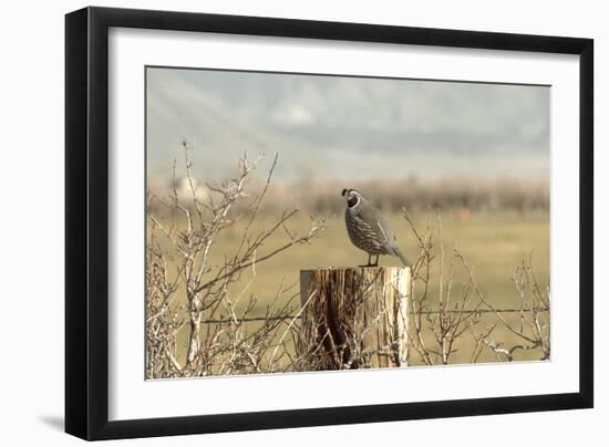 A California Quail on a Fence Post in the Carson Valley of Nevada-John Alves-Framed Photographic Print