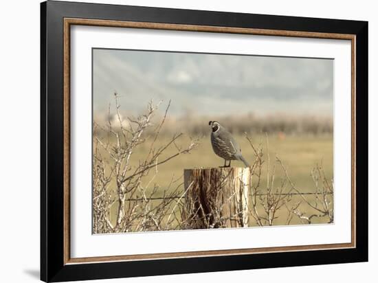 A California Quail on a Fence Post in the Carson Valley of Nevada-John Alves-Framed Photographic Print