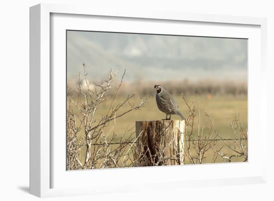 A California Quail on a Fence Post in the Carson Valley of Nevada-John Alves-Framed Photographic Print