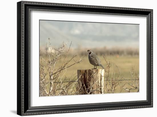 A California Quail on a Fence Post in the Carson Valley of Nevada-John Alves-Framed Photographic Print