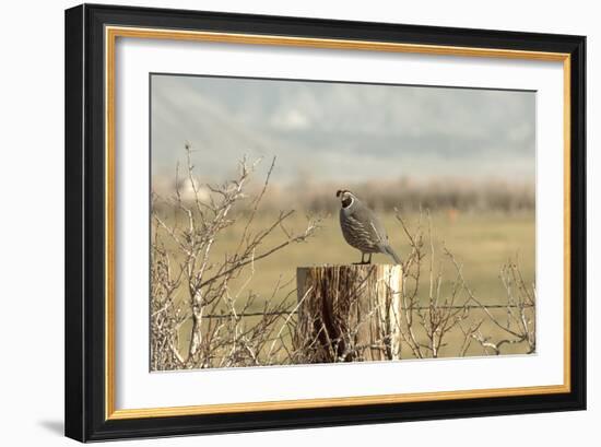 A California Quail on a Fence Post in the Carson Valley of Nevada-John Alves-Framed Photographic Print