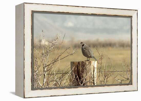 A California Quail on a Fence Post in the Carson Valley of Nevada-John Alves-Framed Premier Image Canvas